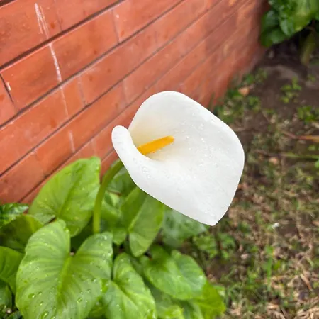 Apartman Alma Calorosa 6 Bedroom