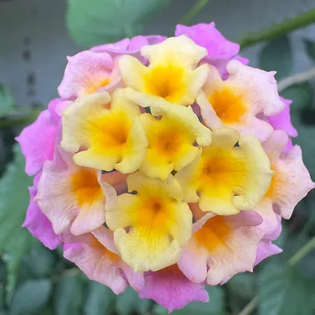 Apartman Alma Calorosa 6 Bedroom