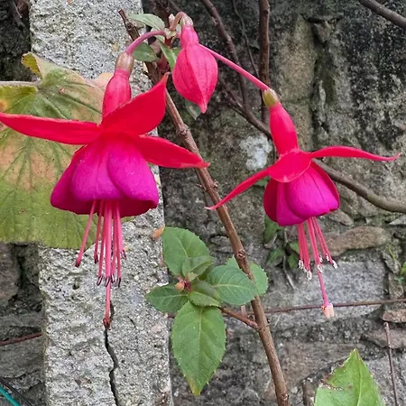 Alma Calorosa 6 Bedroom Апартаменты Bicas