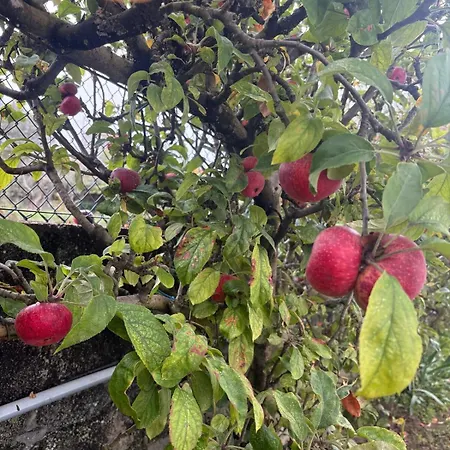 Alma Calorosa 6 Bedroom Апартаменты