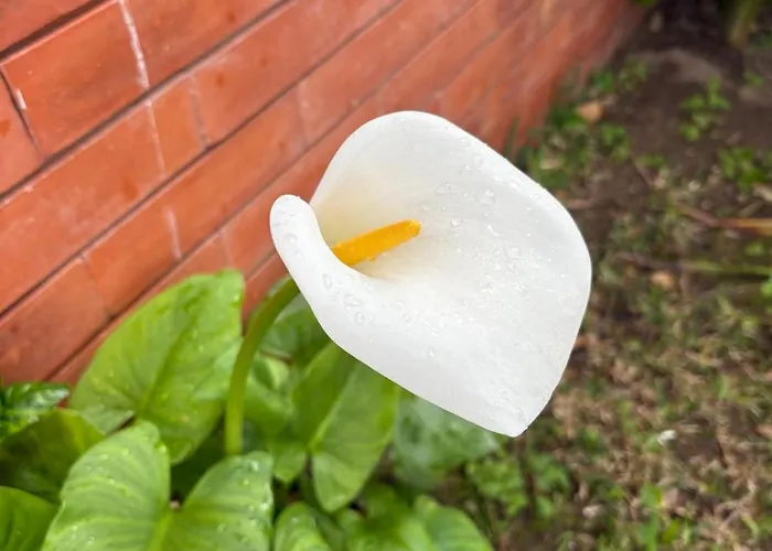 公寓 Alma Calorosa 6 Bedroom