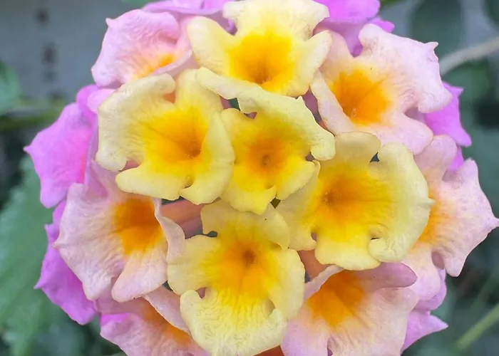 Appartement Alma Calorosa 6 Bedroom