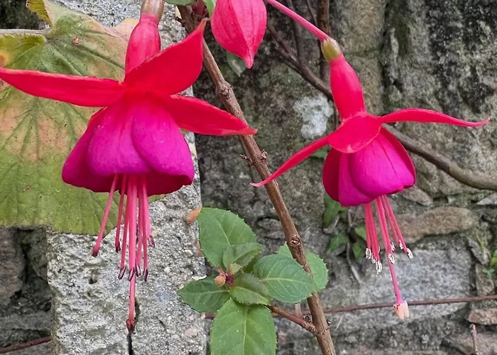 Alma Calorosa 6 Bedroom 公寓 Bicas